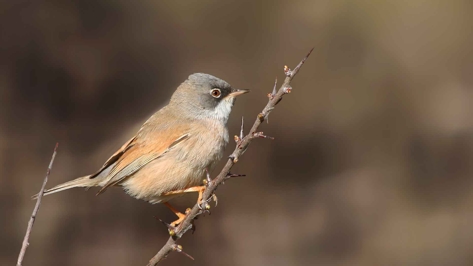 Spectacled Warbler